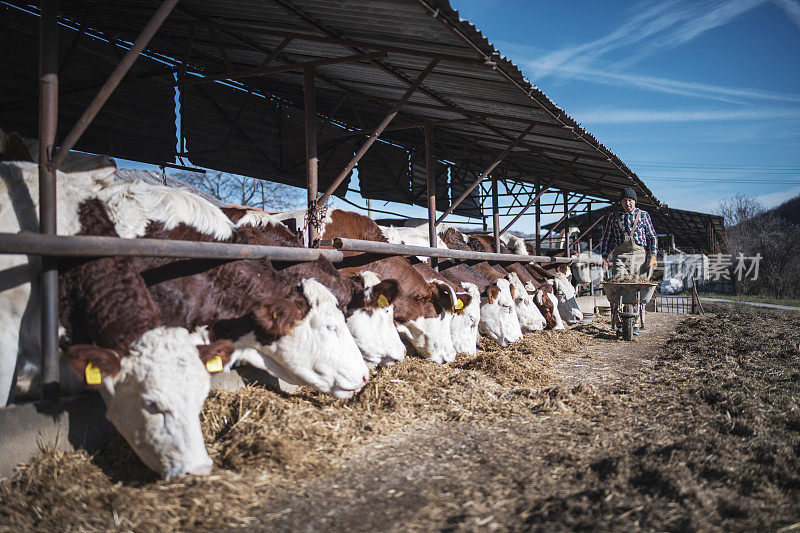 奶农用青贮饲料喂牛。