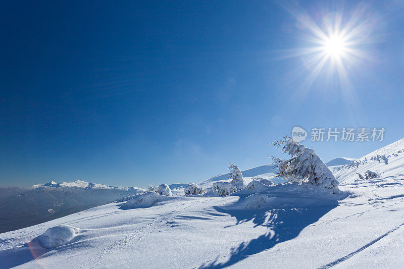 美丽的冬季全景与新鲜的粉末雪。风景与云杉，蓝天与阳光和高喀尔巴阡山脉的背景