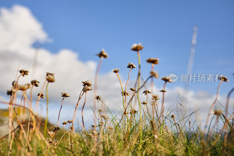 9月下旬，在一个阳光明媚的秋日，在纽基，康沃尔的庞泰尔悬崖上，野海竹花。