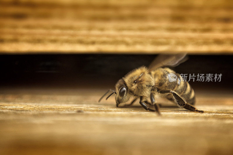 蜜蜂在木蜂窝前