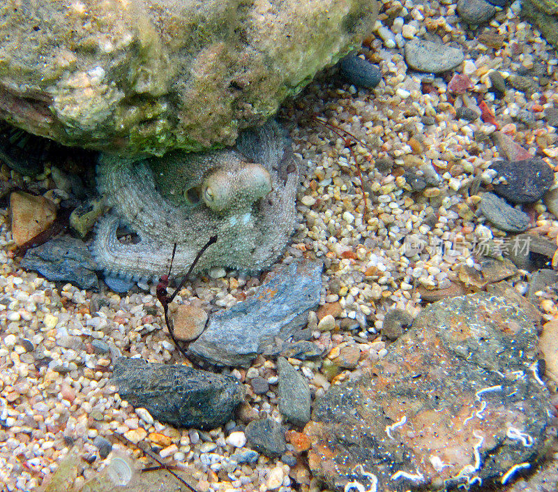 章鱼藏在石头下面