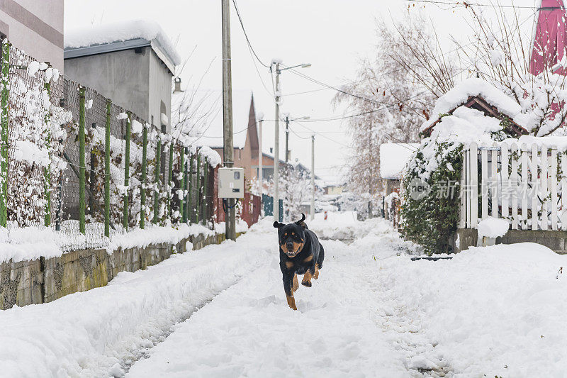 村子里的狗在雪地里玩耍