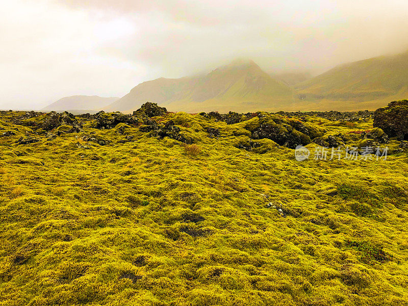 冰岛，Snaefellsnes:秋天的Berserkjahraun熔岩平原上长满了苔藓