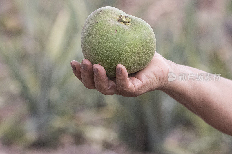 巴西塞拉多的植物群