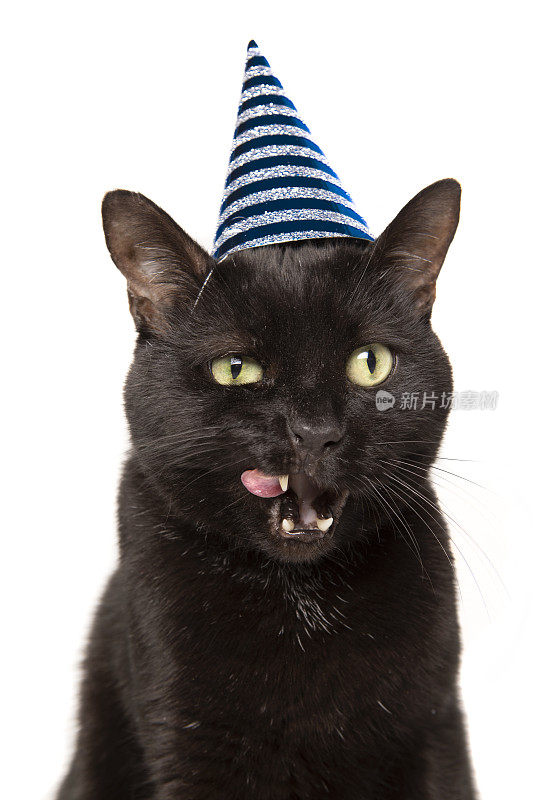 黑猫在派对的帽子舔嘴