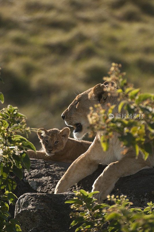 清晨，肯尼亚马赛马拉，母狮和幼崽