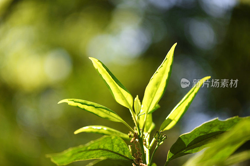 分枝与年轻的绿色芽与浅深度的领域。