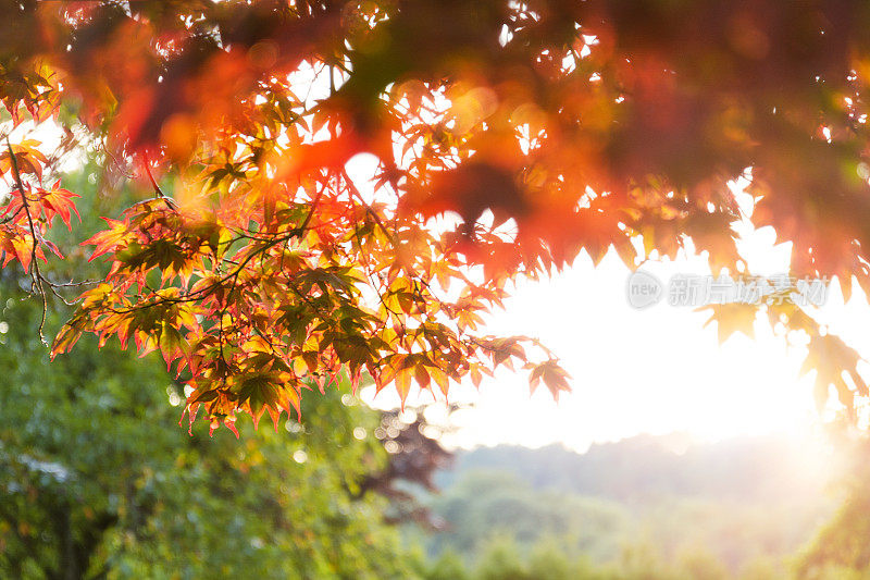 秋天。橙色的枫树叶和树木与绿色的树叶在背景与光。景观的概念