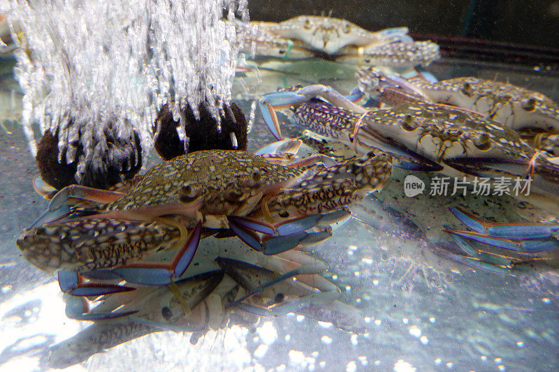 在泰国的一个鱼缸里，近距离观察蓝蟹，蓝泳蟹，马蟹，沙蟹