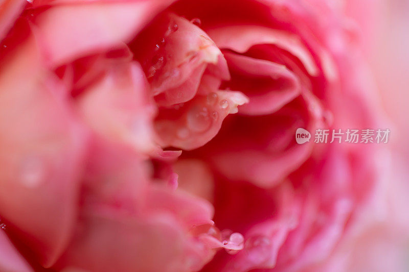 一朵盛开的粉红色玫瑰的美丽特写