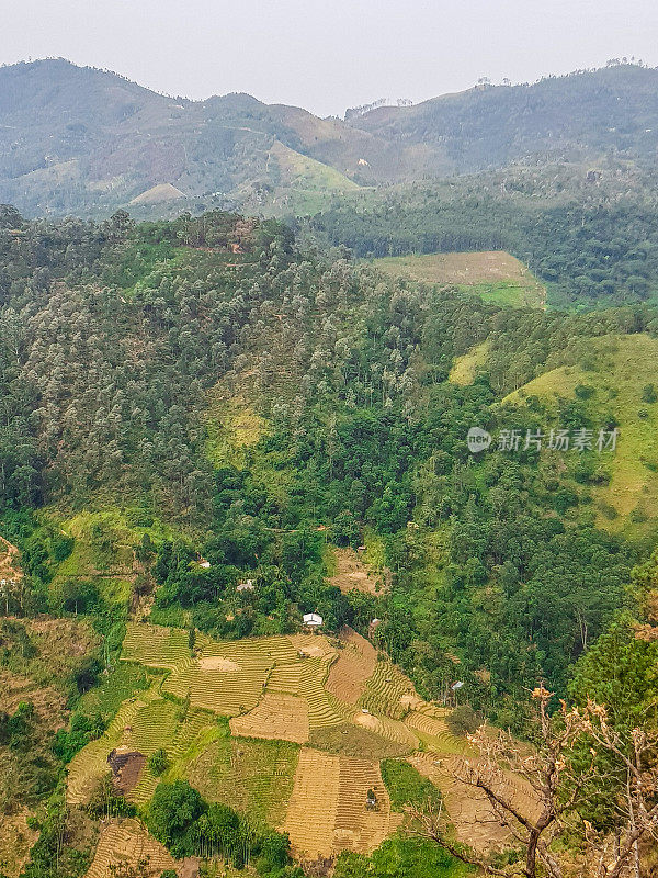 从斯里兰卡艾拉的小亚当峰上的水稻种植园俯瞰