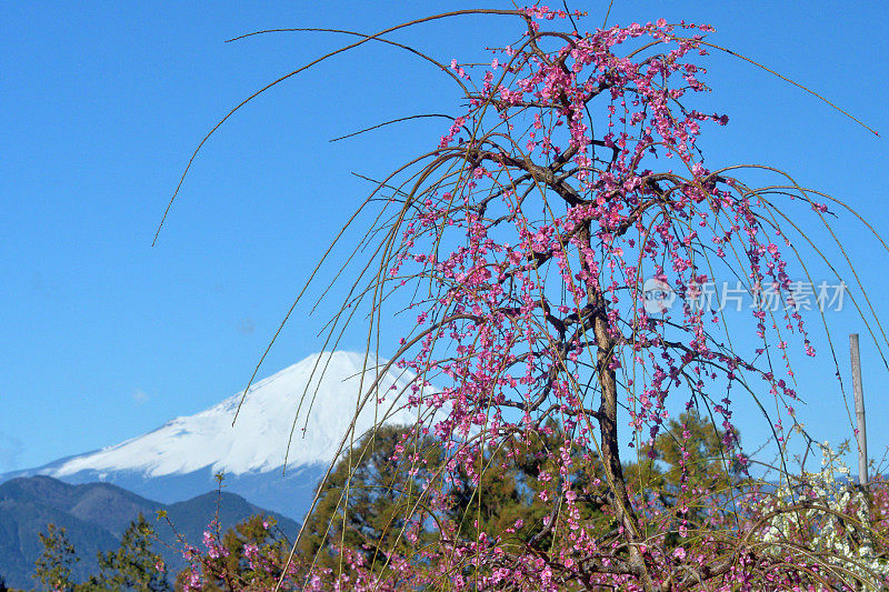 富士山和粉红哭泣梅花