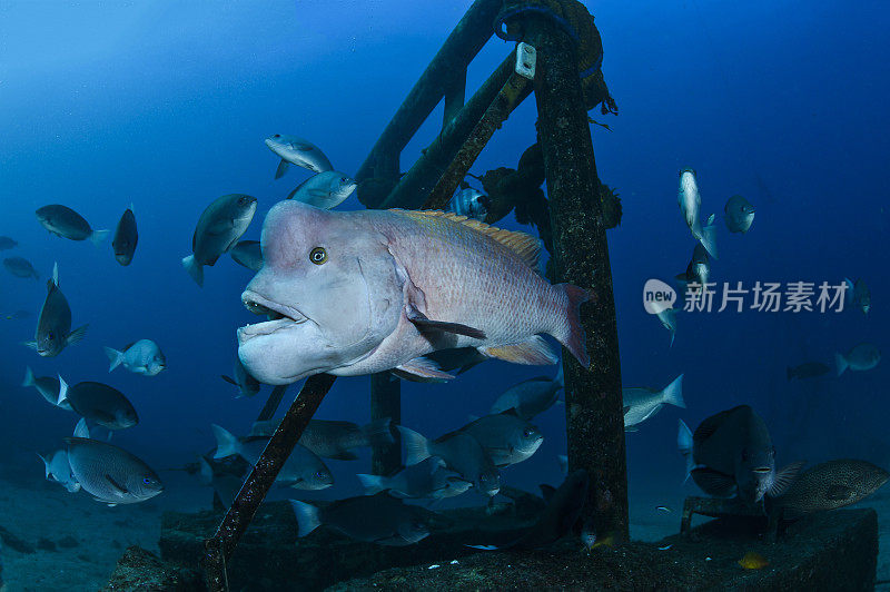 凸头亚洲羊头濑鱼，前额和下巴大，在日本水下游泳