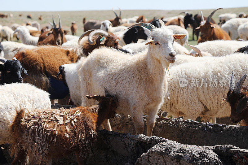 戈壁沙漠中的蒙古山羊和绵羊