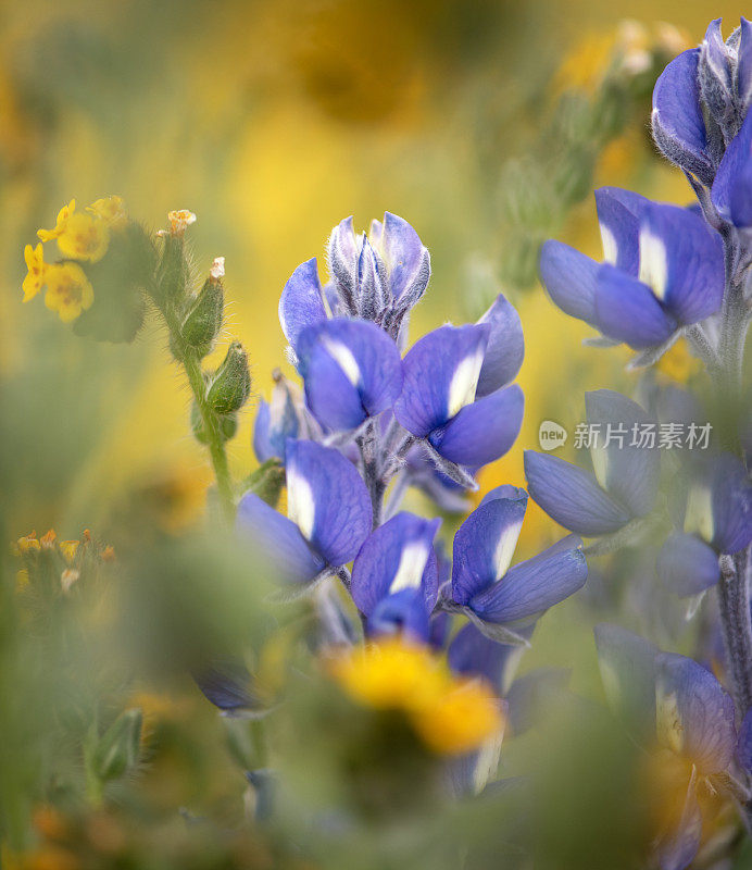 在南加州春天的一片黄色野花地里，羽扇豆花