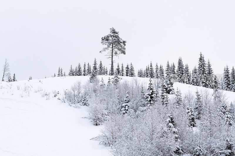 在一个阴天降雪的挪威Hafjell滑雪场，雪覆盖着滑雪场山坡上的树木