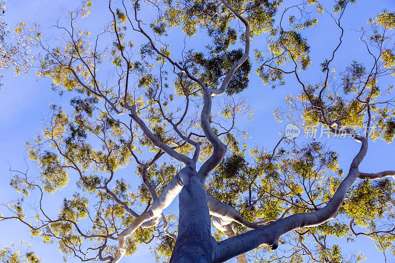 桉树在阳光下，低角度的视角，背景与复制空间