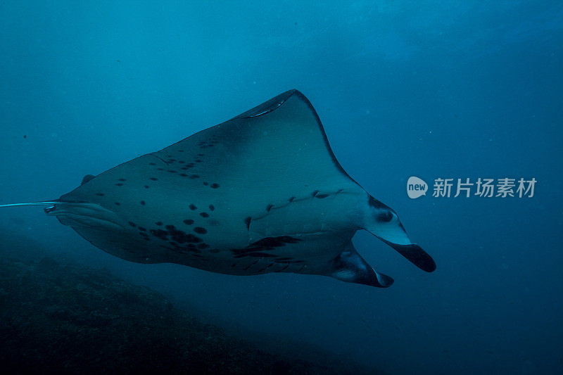 蝠鲼漂浮在水下