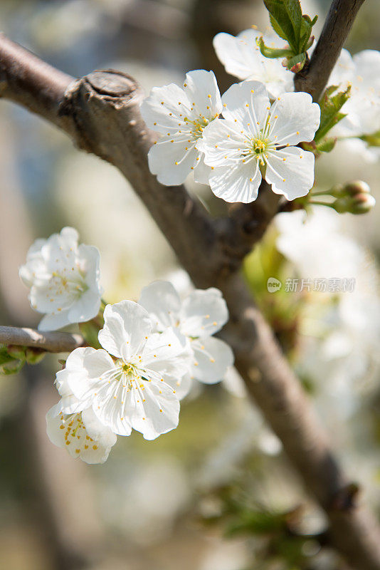 白色樱花枝