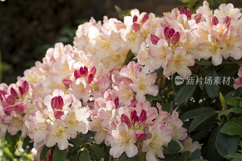 杜鹃花英国北约克郡一种晚春初花的红色杜鹃花