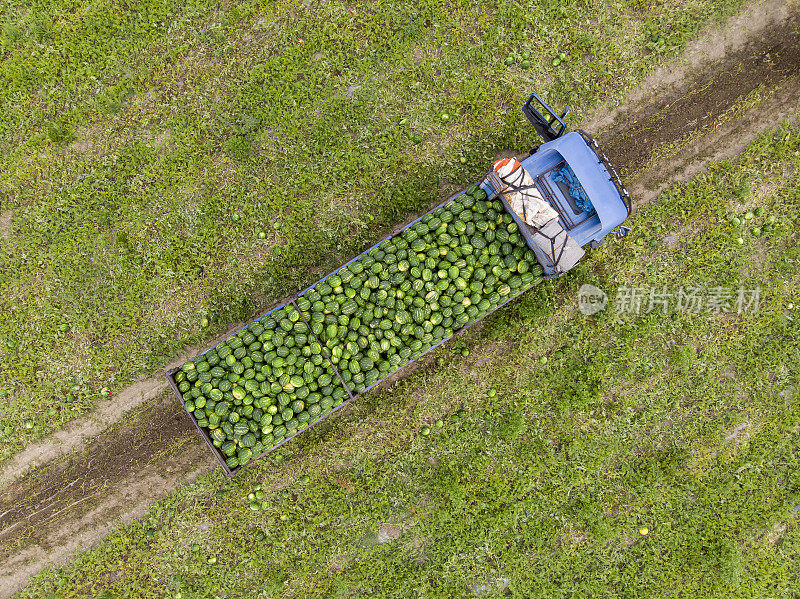 土耳其阿达纳，一辆卡车装载着刚收获的西瓜