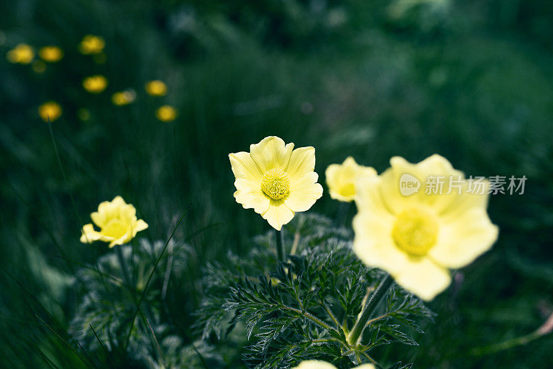 高山银莲花-白头翁-毛茛科