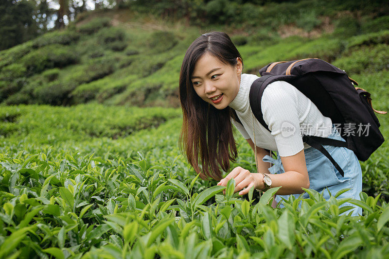 年轻的亚洲女人与背包探索茶园