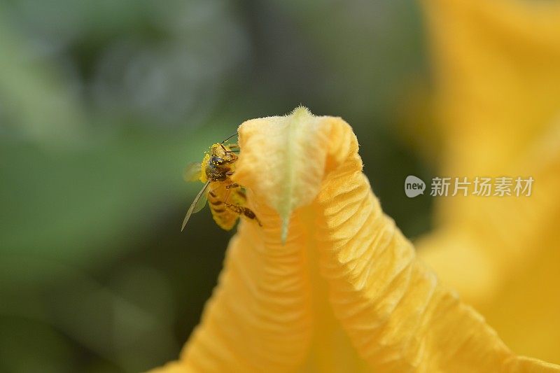 蜜蜂从南瓜花中采集花蜜