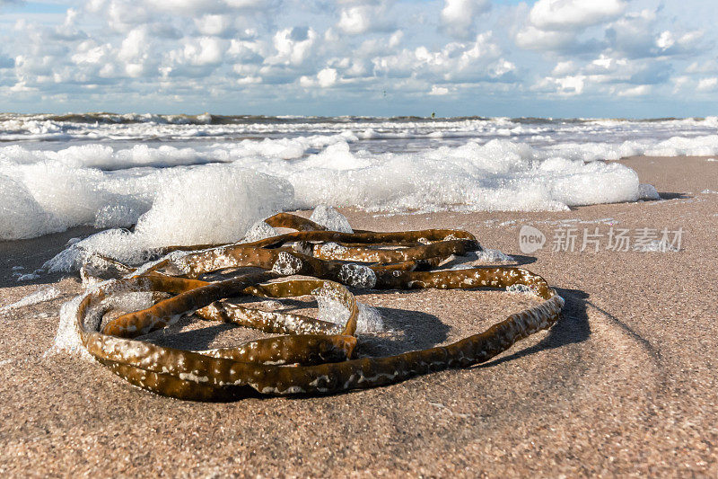 近景海藻在一个美丽模糊的海泡沫