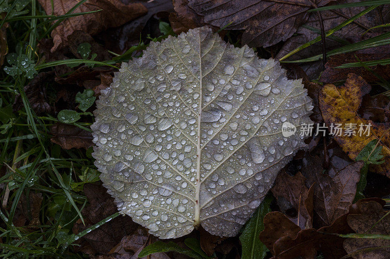 秋雨-树叶背面的雨滴图案