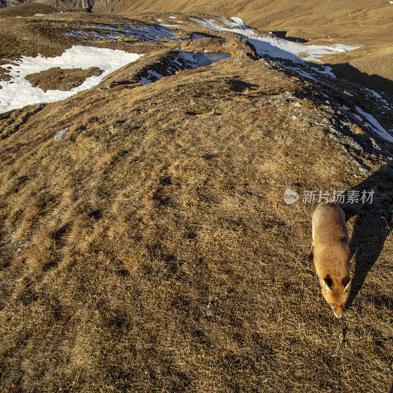 清晨，小狐狸在山脊上散步
