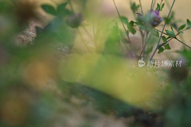 小河边的野花为背景