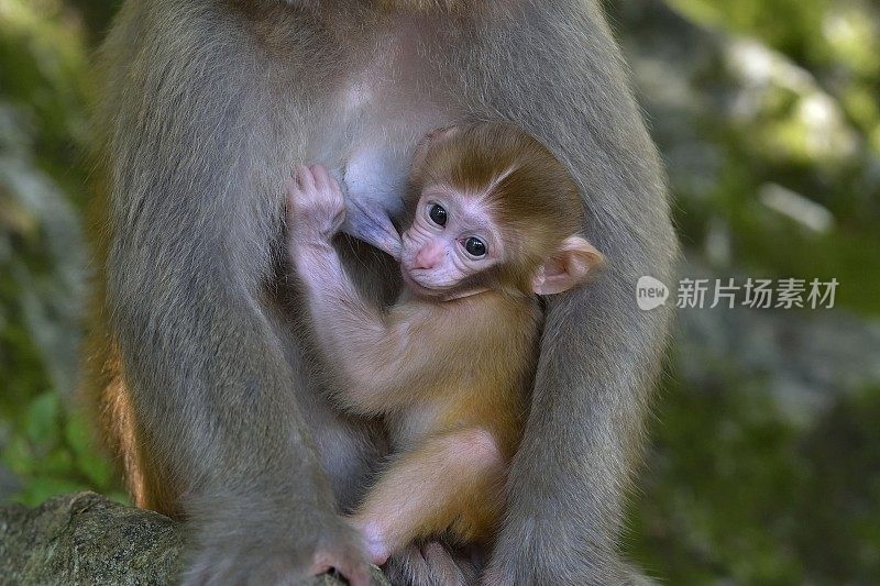 小猴子在妈妈的怀里