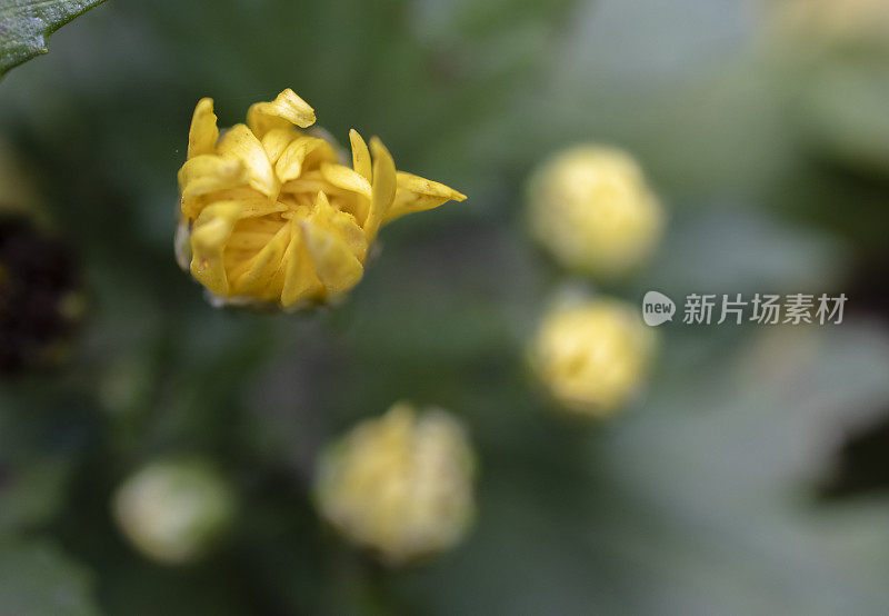 枯萎花之美:菊花