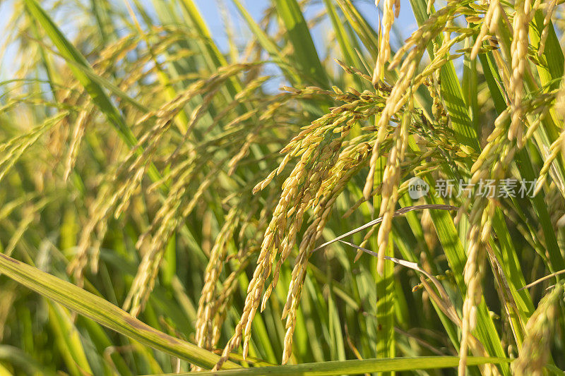 阳光下稻田里滴落的稻穗