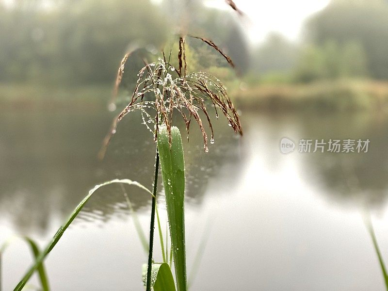 雨滴像珍珠