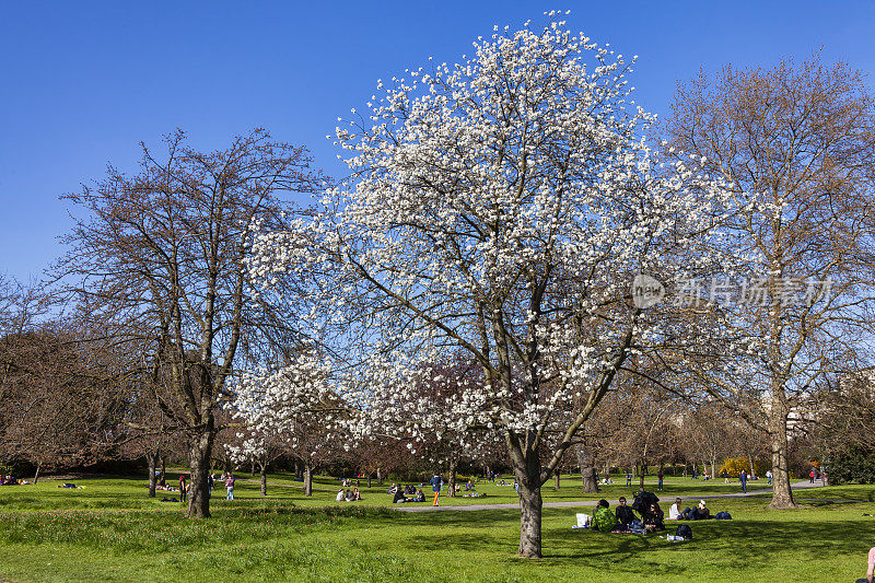 Regents公园里有一棵春天盛开的白色樱花树