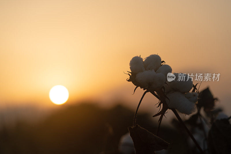 日落时分棉田上的棉铃照片