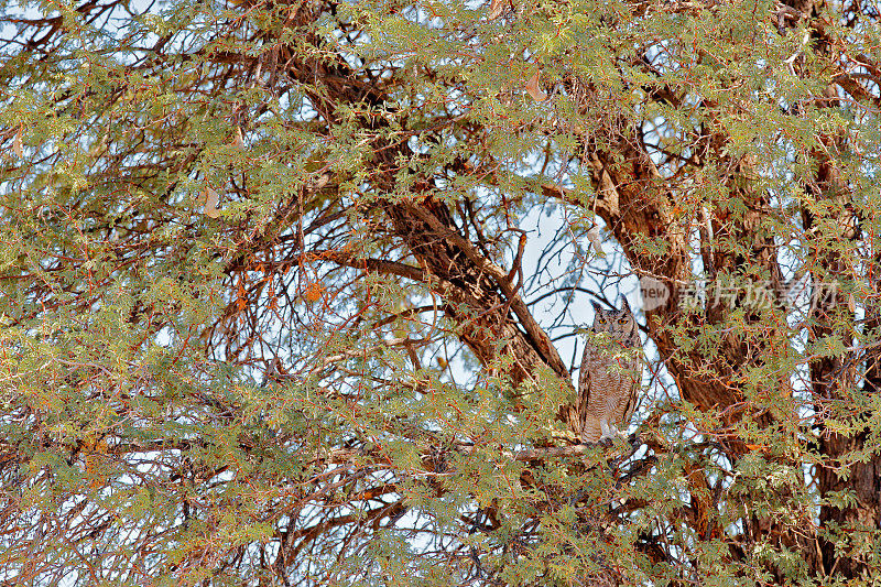 猫头鹰藏在树上。斑点鸮，非洲布波鸮，是生活在南非卡拉加迪自然栖息地的非洲猫头鹰。栖息在森林中的夜鸟。在南非观鸟。