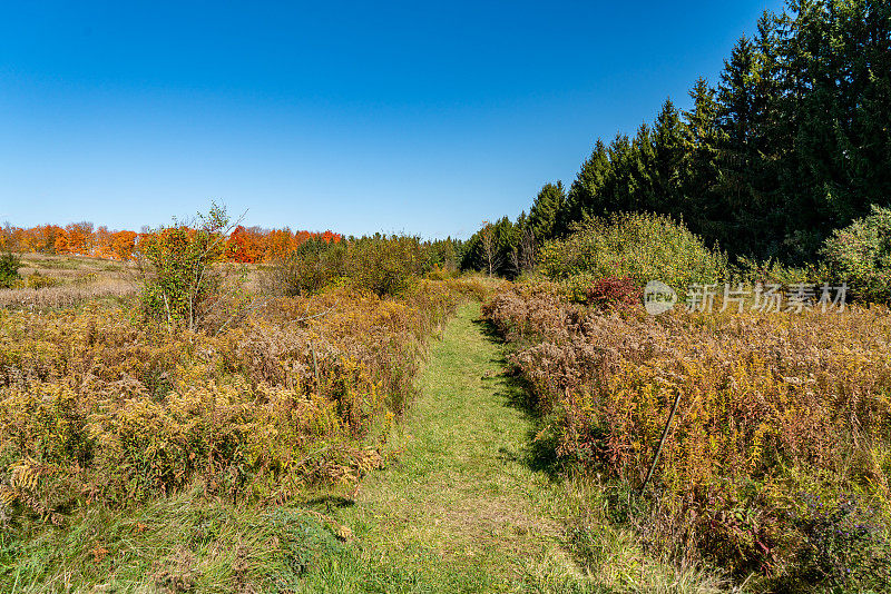 加拿大沃恩，伍德布里奇，Autumn的Kortright中心保护步道
