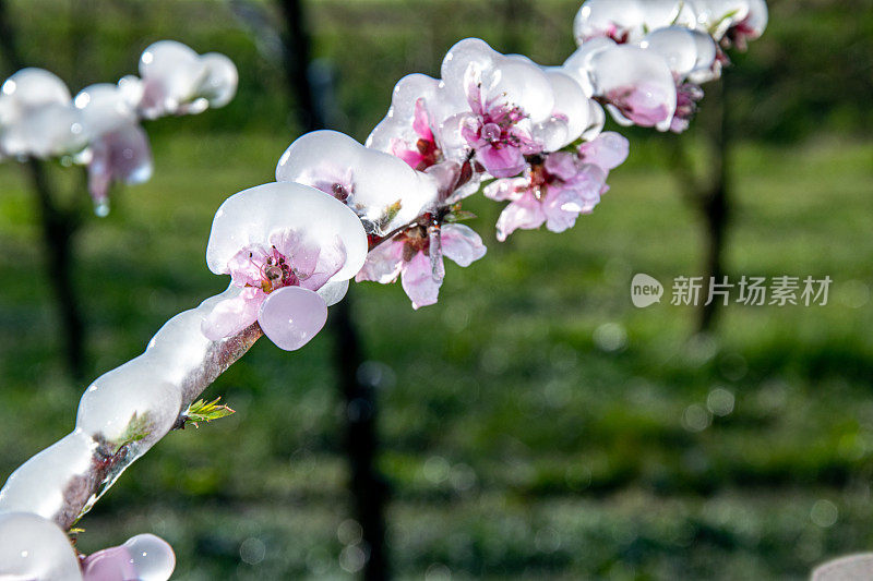 果园桃树花期春季防护霜雨夹雪融化的特写