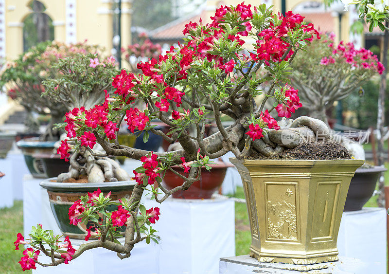 热带鸡蛋花盆景树花盛开在花园里