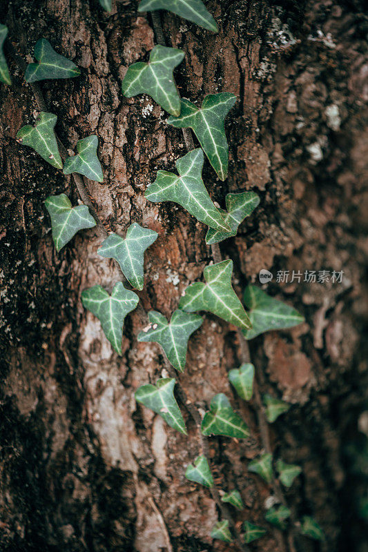 植物和花:常青藤植物-常春藤