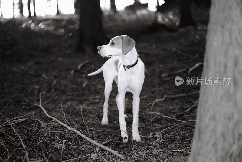 小猎狗在树林里