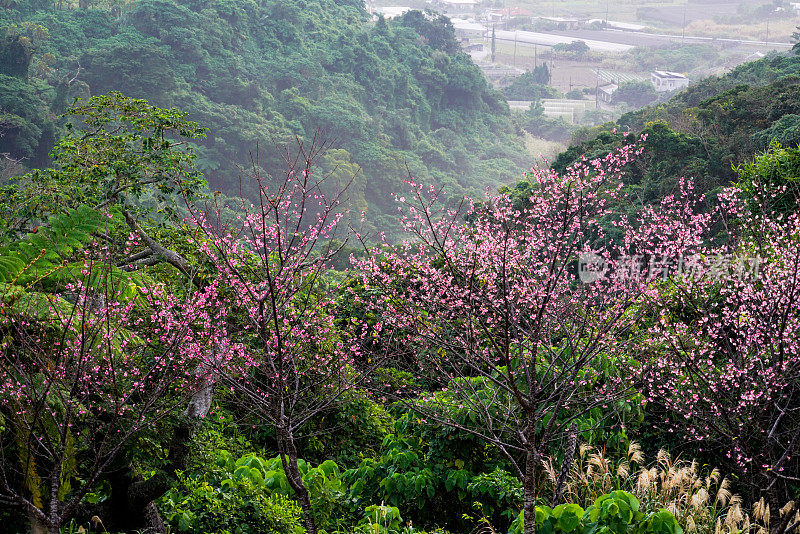 冲绳的樱花