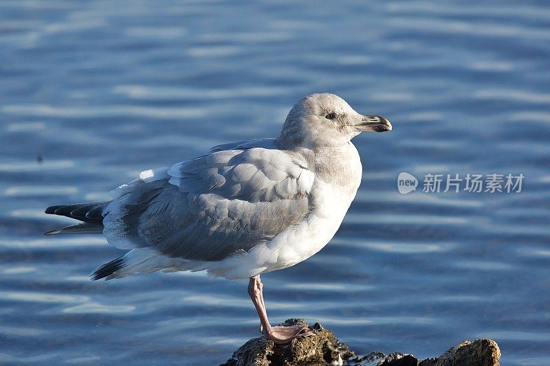 白霜翼海鸥和西部海鸥的杂交