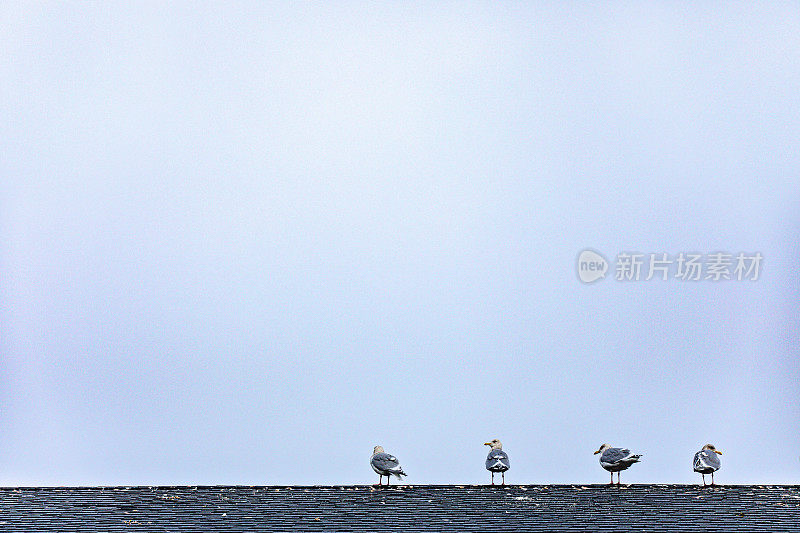 海鸥排成一排