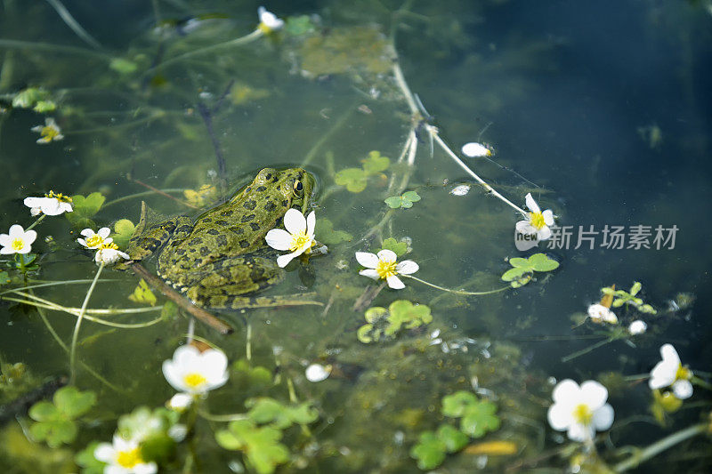 湖中的青蛙