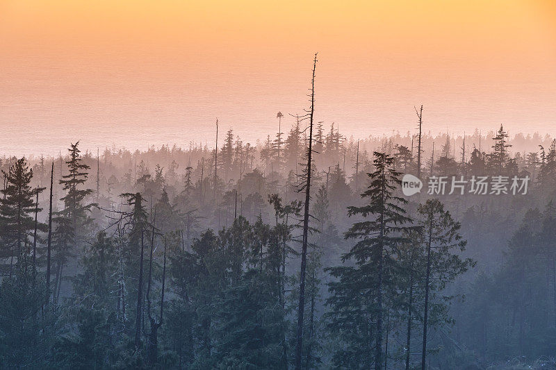 雾蒙蒙的海岸森林上的日落