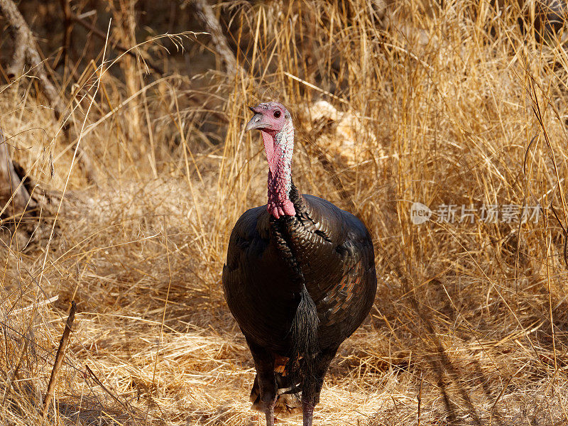 野生火鸡